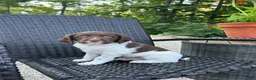 Brittany Spaniel dogs for sale:  Victor - Ad 1