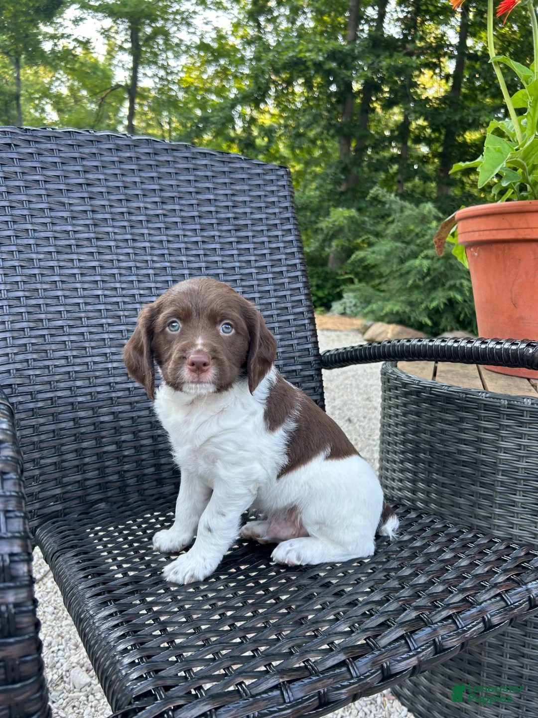 Brittany Spaniel dogs for sale:  Victor - Ad 1