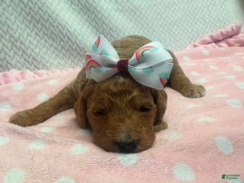 Goldendoodle dogs Marcey - Ad 35