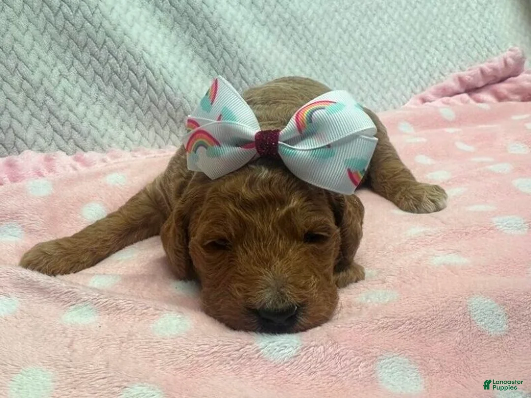 Goldendoodle dogs for sale: Marcey - Ad 1