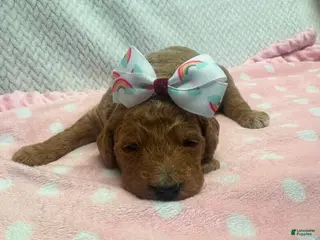 Goldendoodle dogs Marcey - Ad 38