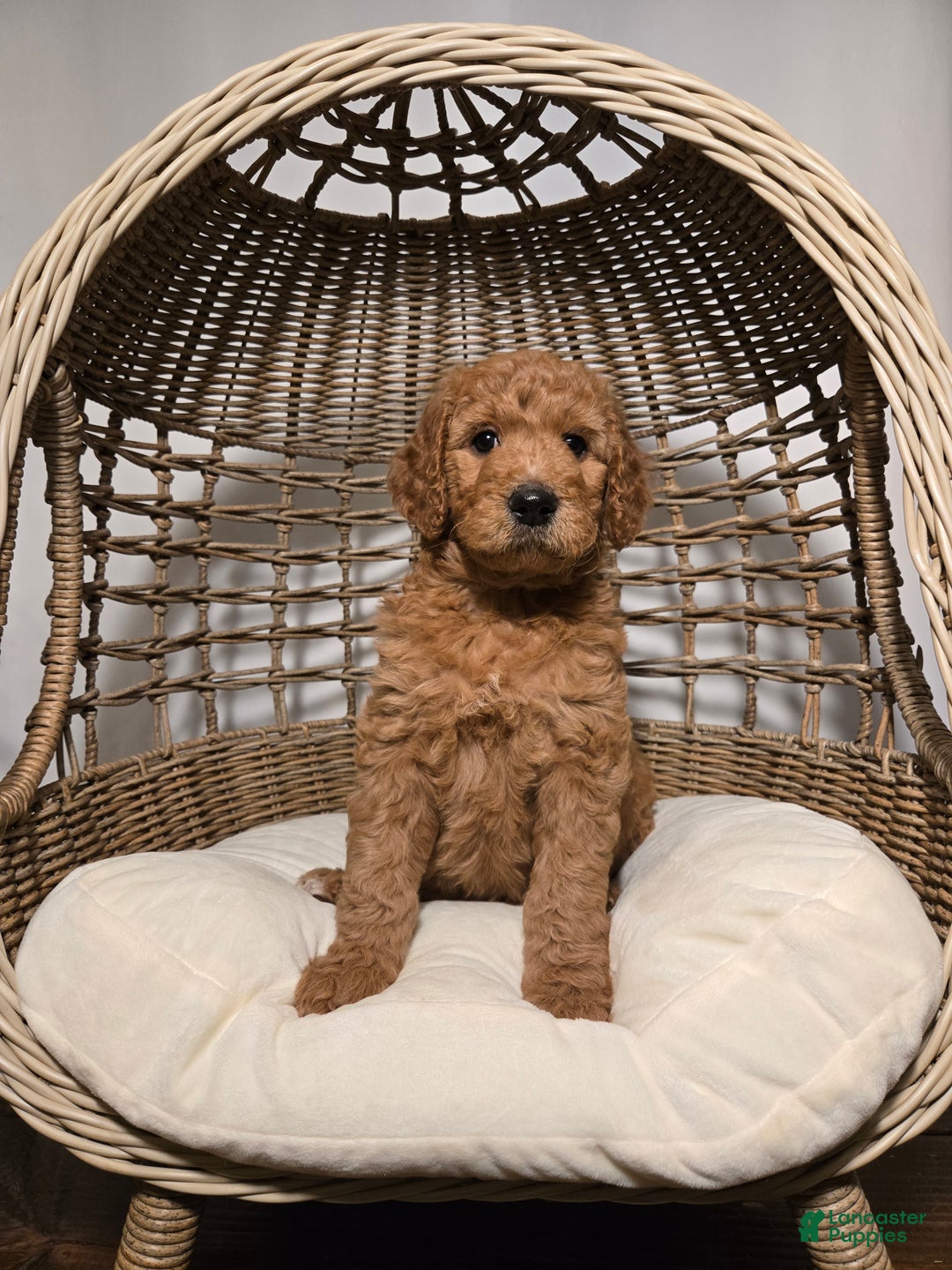 Goldendoodle dogs for sale: Ginger - Ad 4