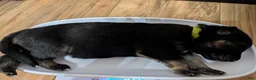 German Shepherd dogs for sale: Elsa - Ad 18