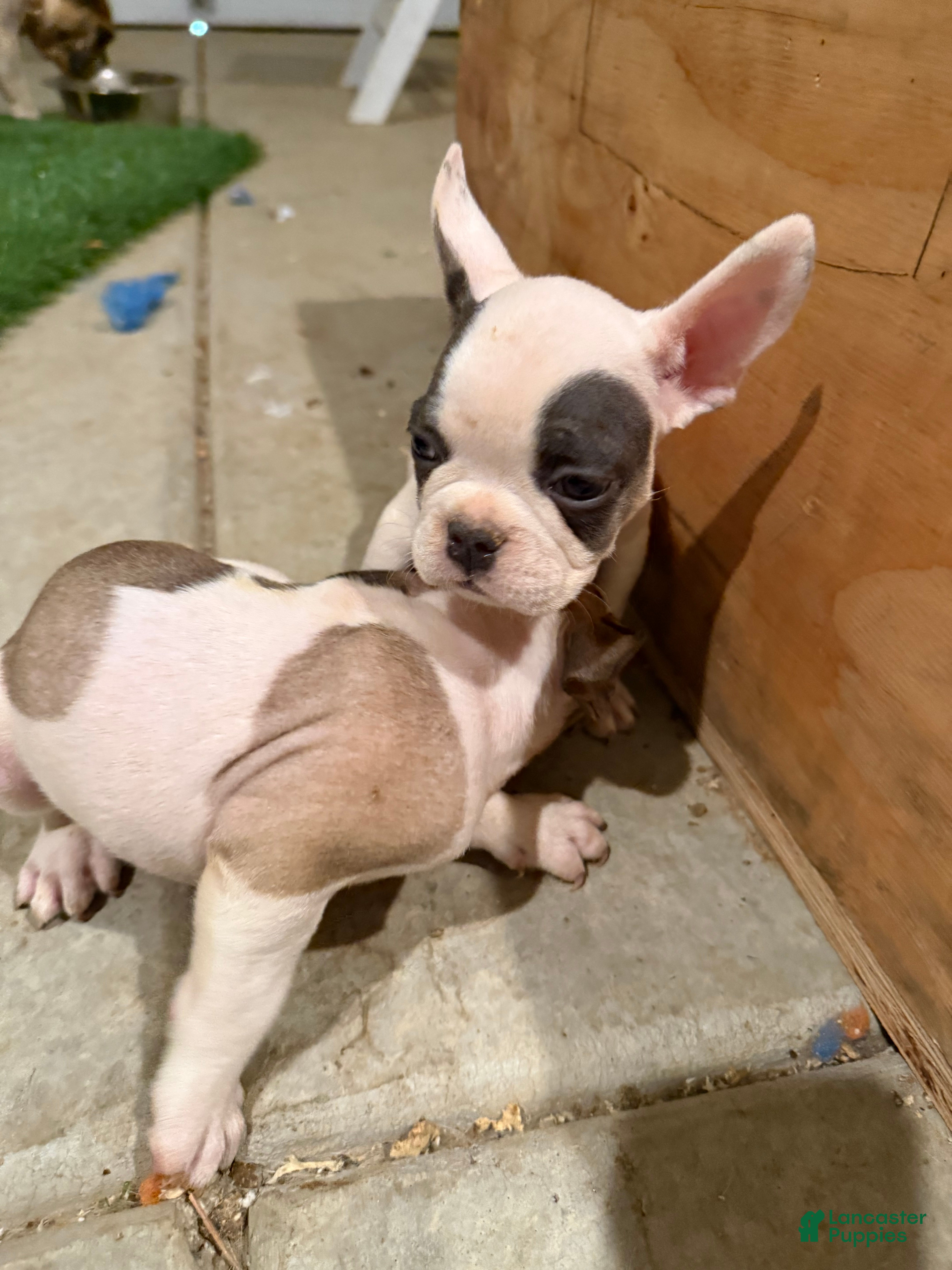 French Bulldog dogs French Bulldog 1 - Ad 5