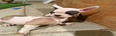 French Bulldog 1