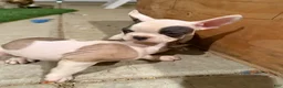 French Bulldog dogs for sale: French Bulldog 1 - Ad 1