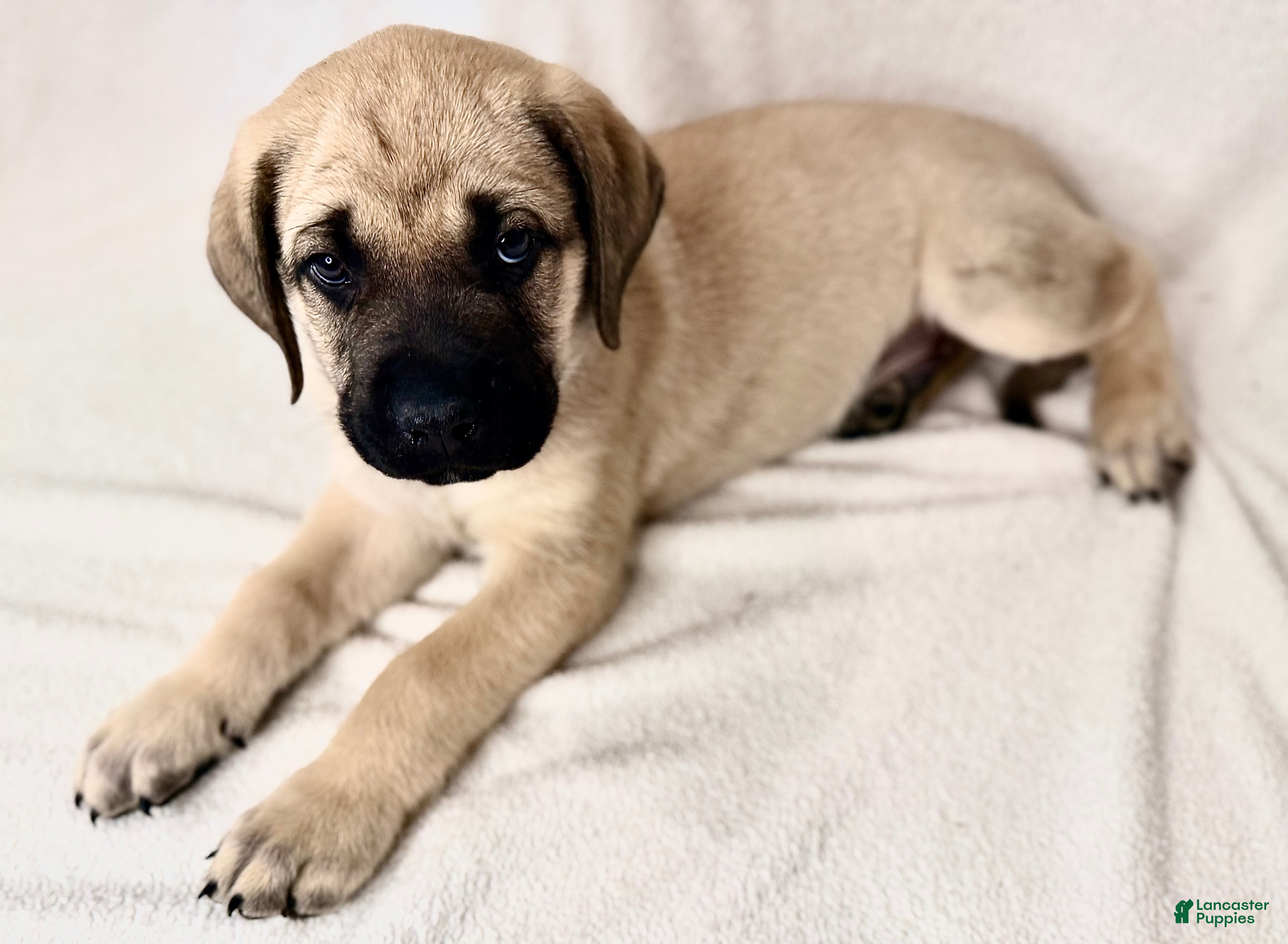 English Mastiff dogs English Mastiff Fawn Male - Ad 2