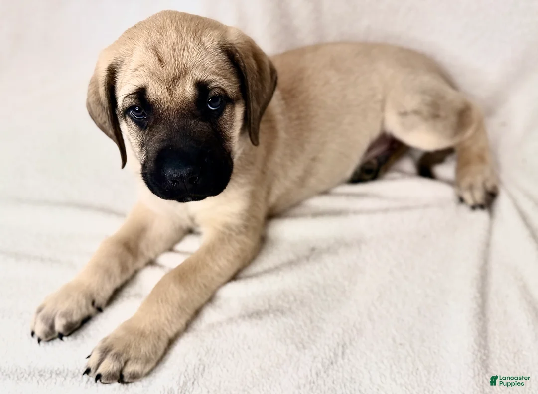 English Mastiff dogs for sale: English Mastiff Fawn Male - Ad 2