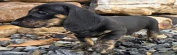 Miniature Dachshund dogs for sale: Jessie - Ad 2