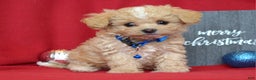 Maltipoo dogs for sale: Jax - Ad 1