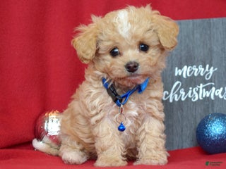 Maltipoo dogs Jax - Ad 27