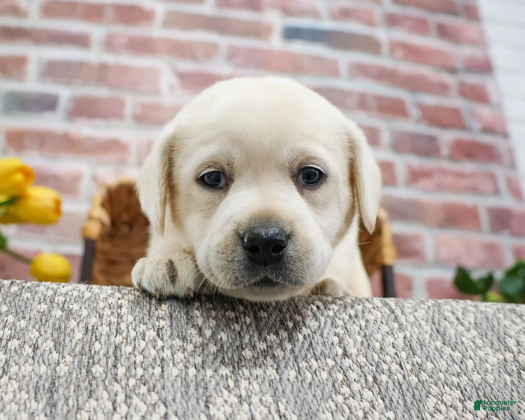 Labrador Retriever dogs for sale: Juni  - Ad 5