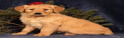Golden Retriever dogs for sale: Dusty - Ad 2