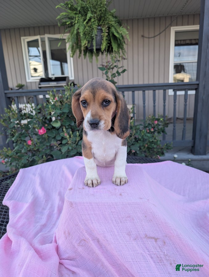 Beagle dogs Patty - Ad 2