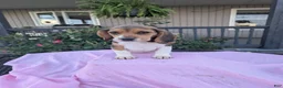 Beagle dogs for sale: Patty - Ad 2