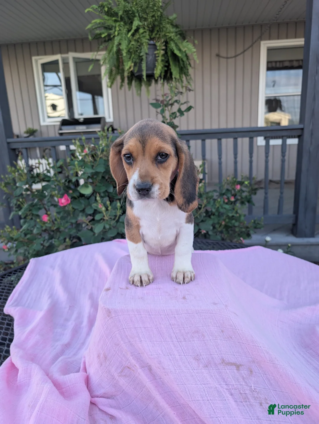 Beagle dogs for sale: Patty - Ad 2