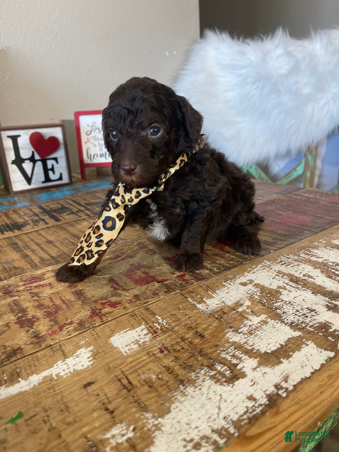 Miniature Poodle dogs for sale: Akc Clear Chocolate Phantom  - Ad 7
