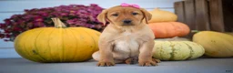 Labrador Retriever dogs for sale: NICKI - Ad 16