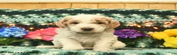 Mini Goldendoodle dogs for sale: Kingston  - Ad 4