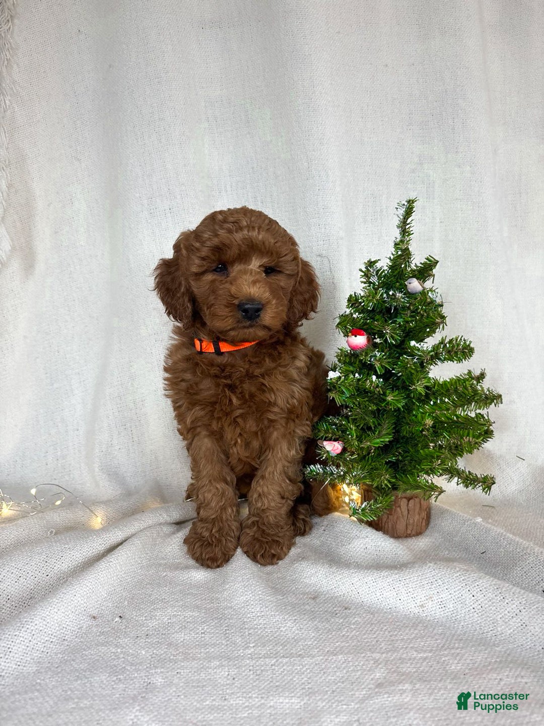 Goldendoodle dogs for sale: Penny - Ad 7
