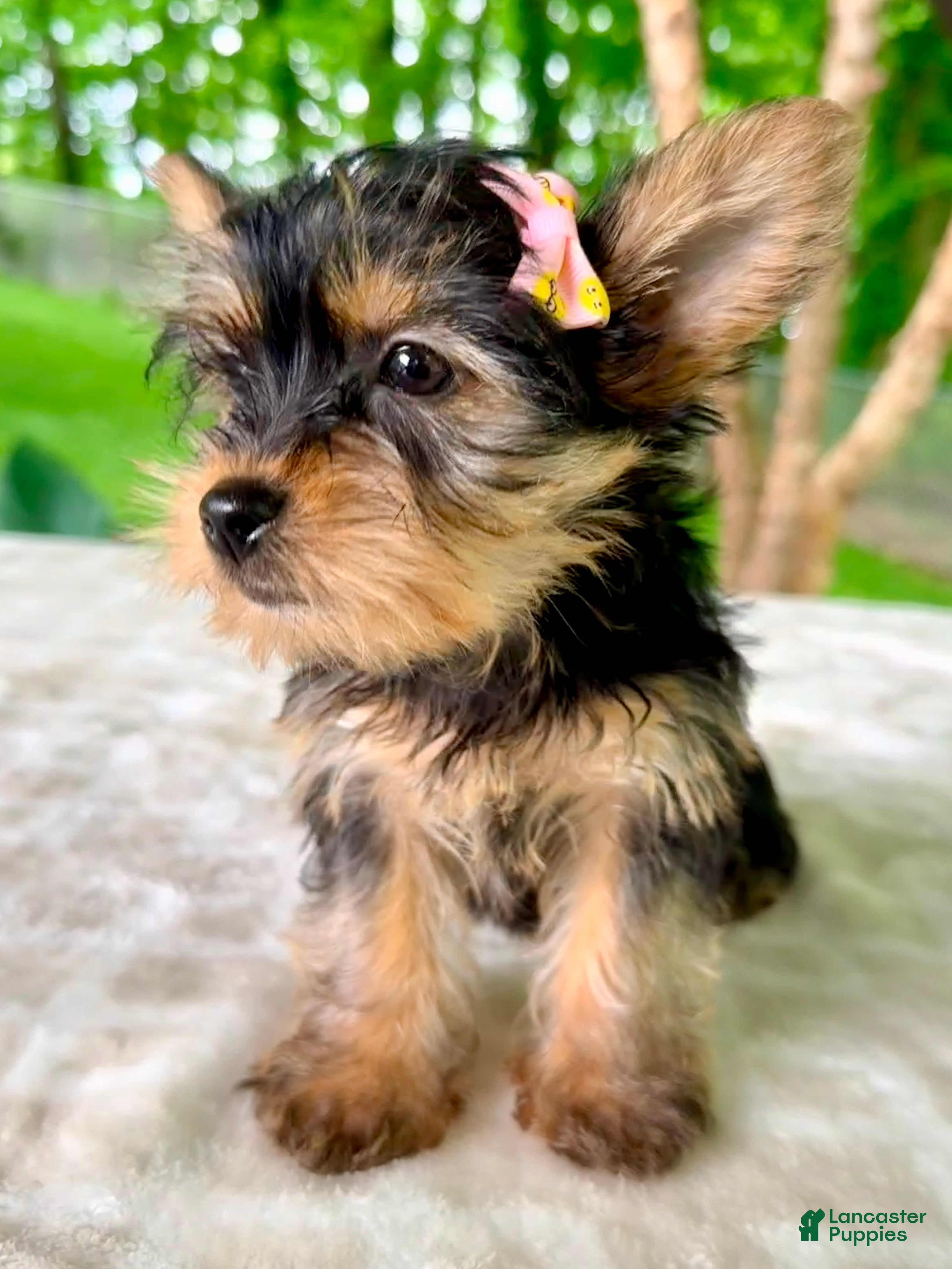 Yorkshire Terrier dogs Lainey - Ad 2