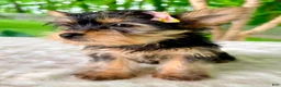 Yorkshire Terrier dogs for sale: Lainey - Ad 2
