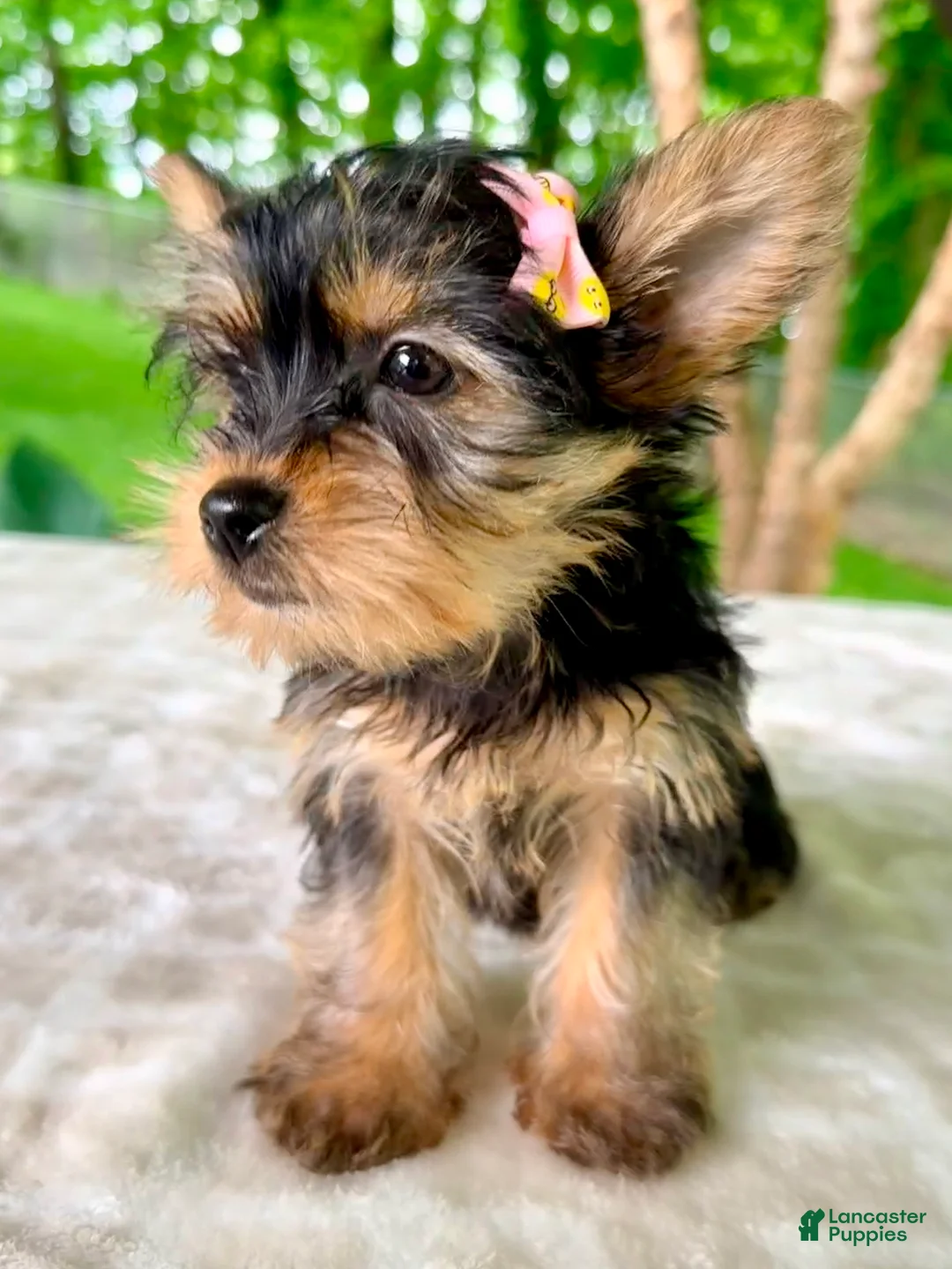 Yorkshire Terrier dogs for sale: Lainey - Ad 2
