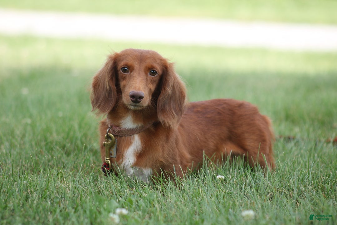 Miniature Dachshund dogs for sale: Anson - Ad 6