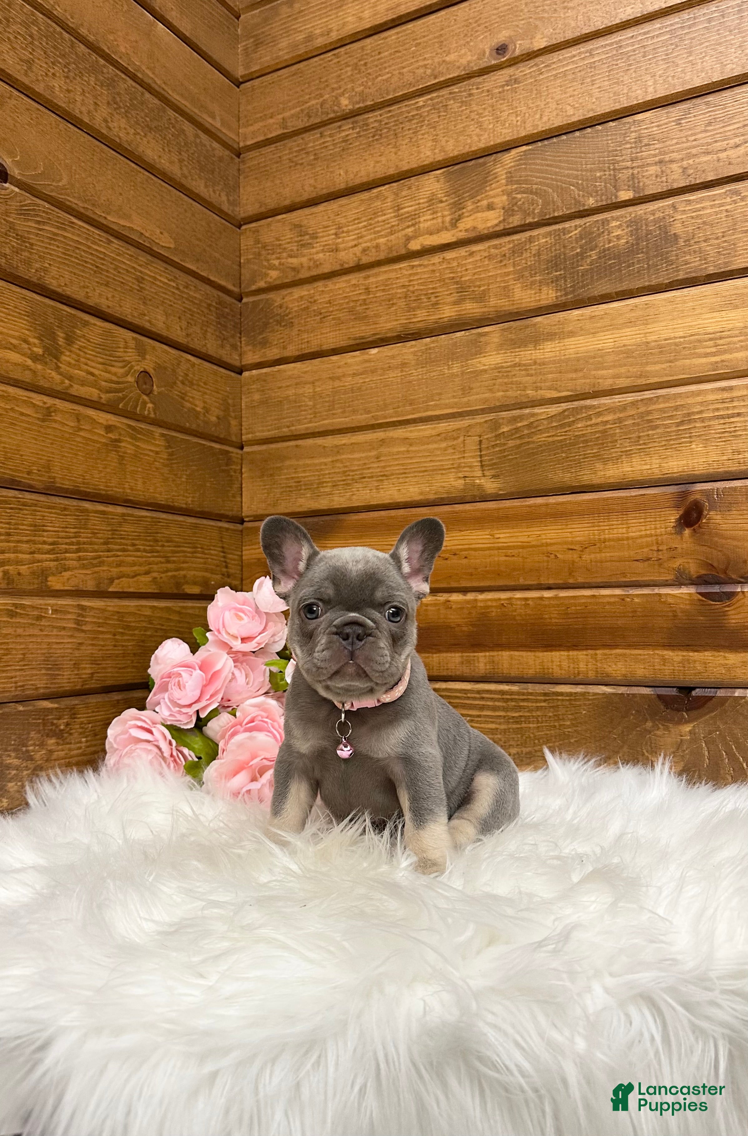 French Bulldog dogs Violet - Ad 1