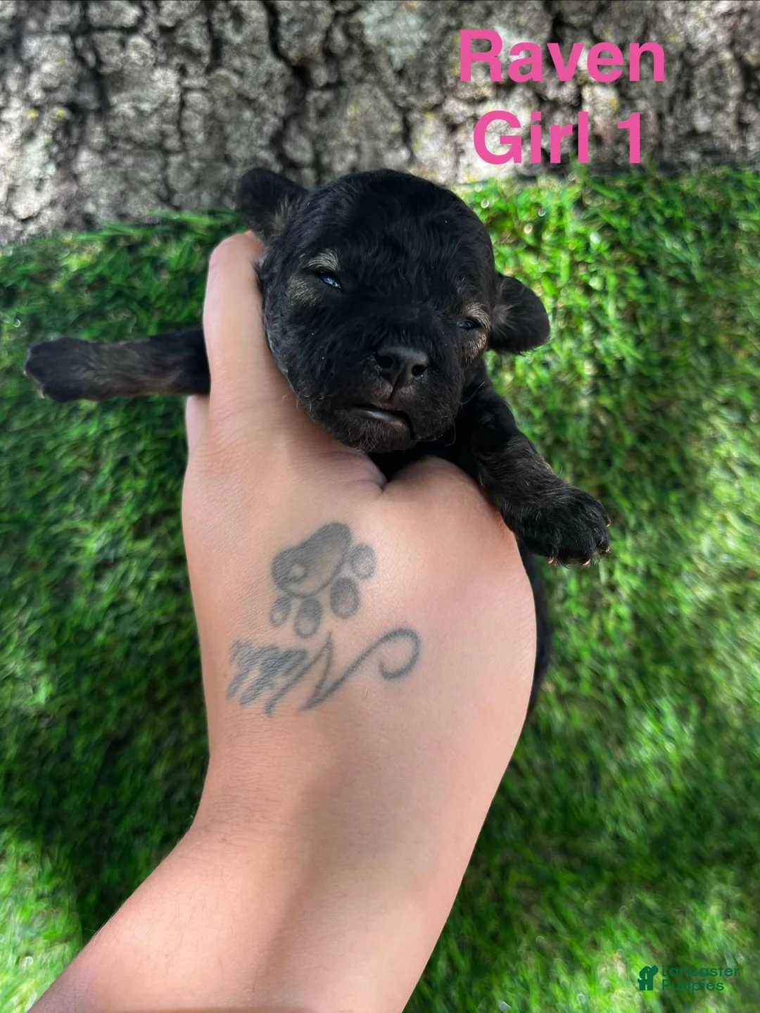 Shihpoo dogs for sale: Raven  - Ad 1