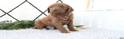 Mini Goldendoodle dogs for sale: Rusty - Ad 3