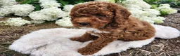 Miniature Poodle dogs for sale: Jazzy  - Ad 4