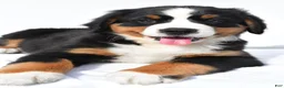 Bernese Mountain Dog dogs for sale: Polly - Ad 4
