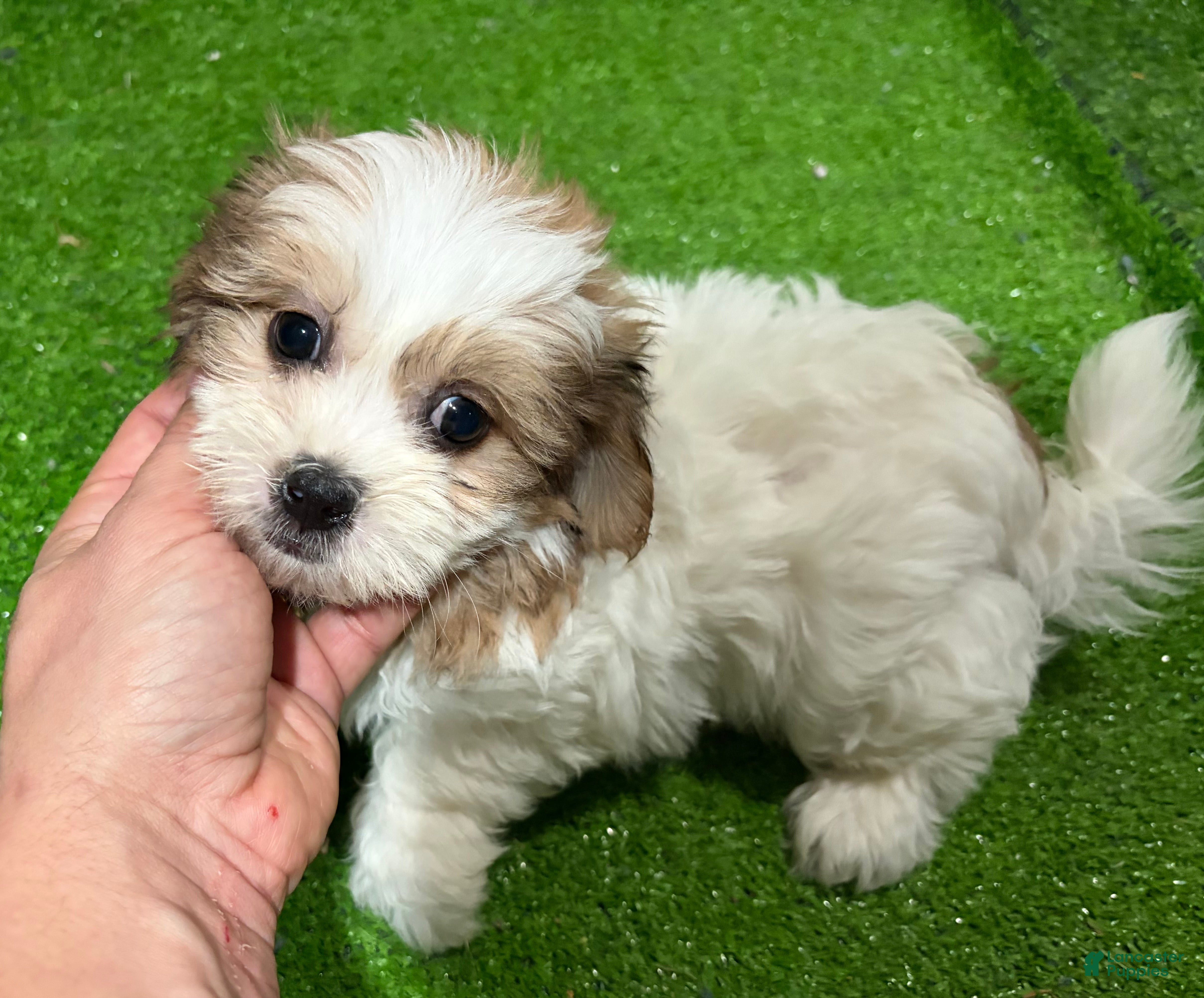 Mixed Breed dogs Maui - Ad 34