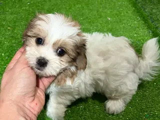 Mixed Breed dogs Maui - Ad 40