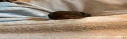 Miniature Dachshund dogs for sale: Graham  - Ad 2