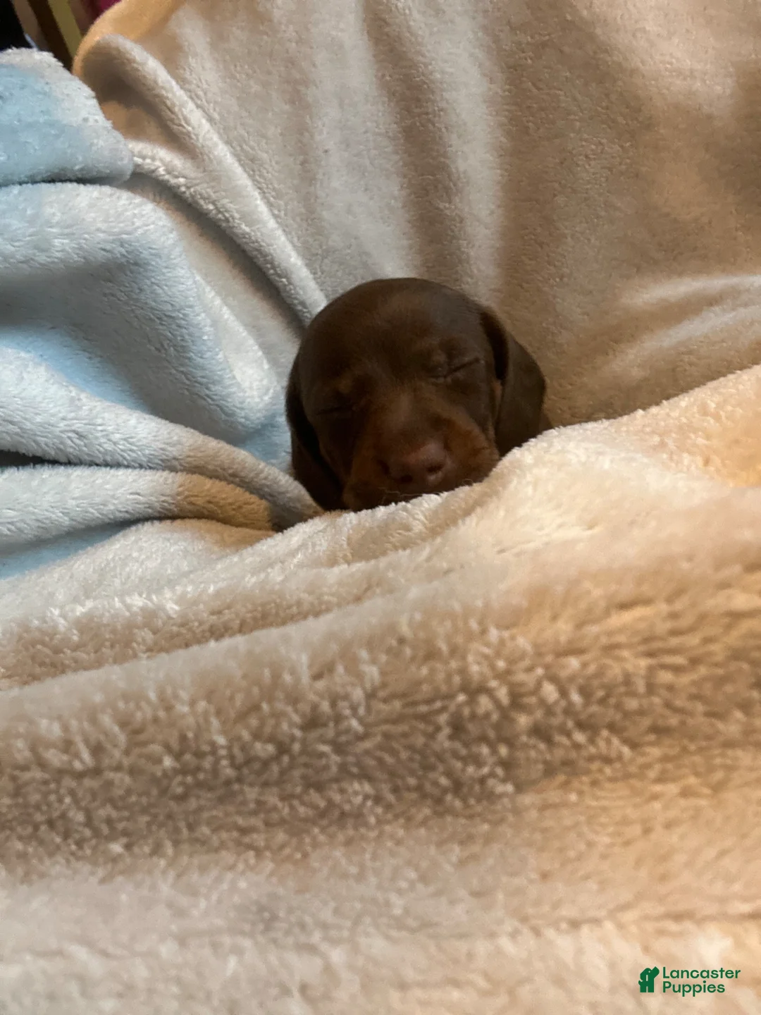 Miniature Dachshund dogs for sale: Graham  - Ad 2