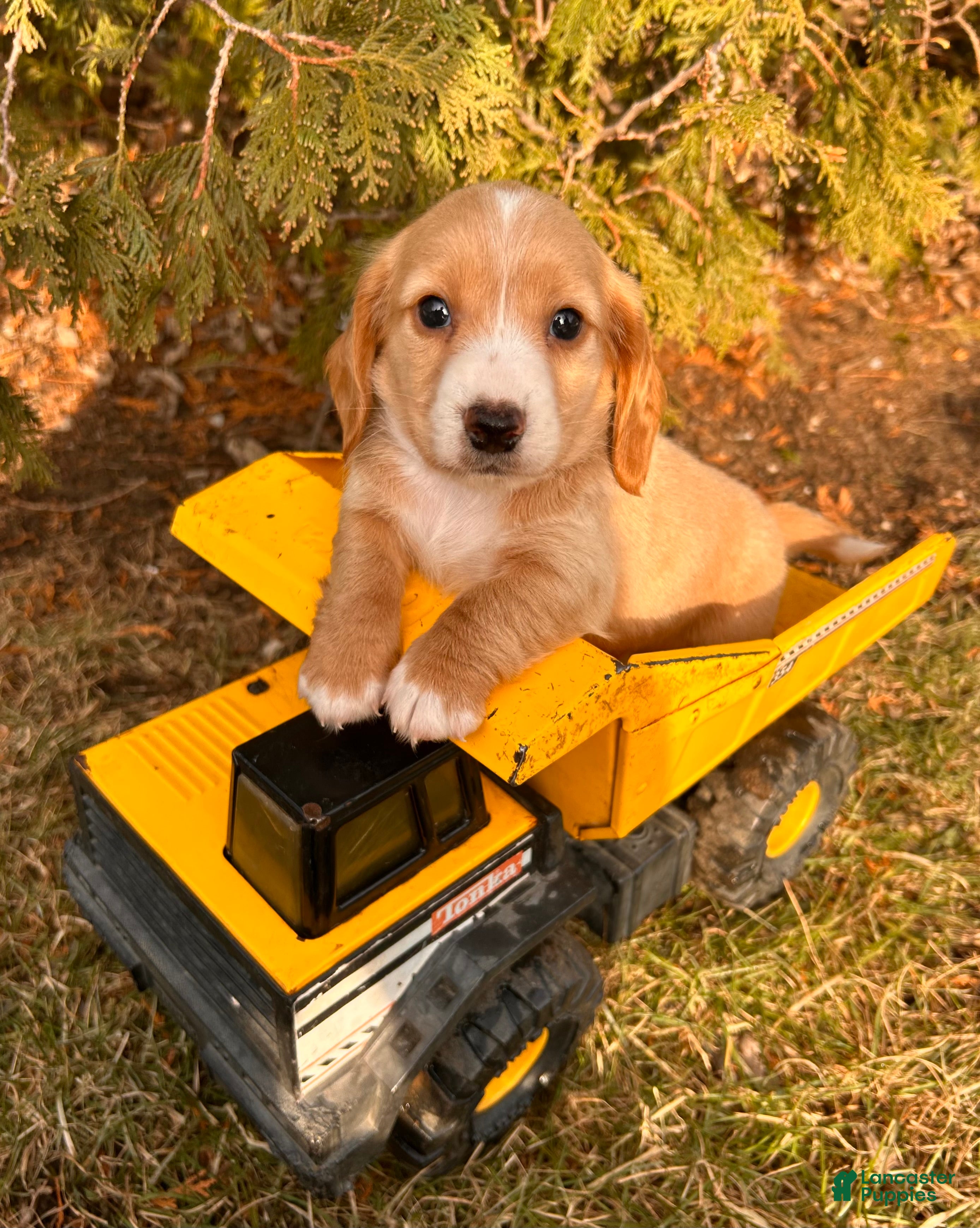 Dachshund dogs Jasper - Ad 8