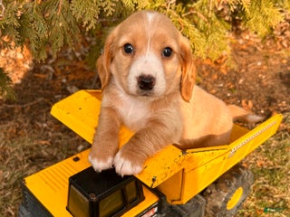 Dachshund dogs Jasper - Ad 21