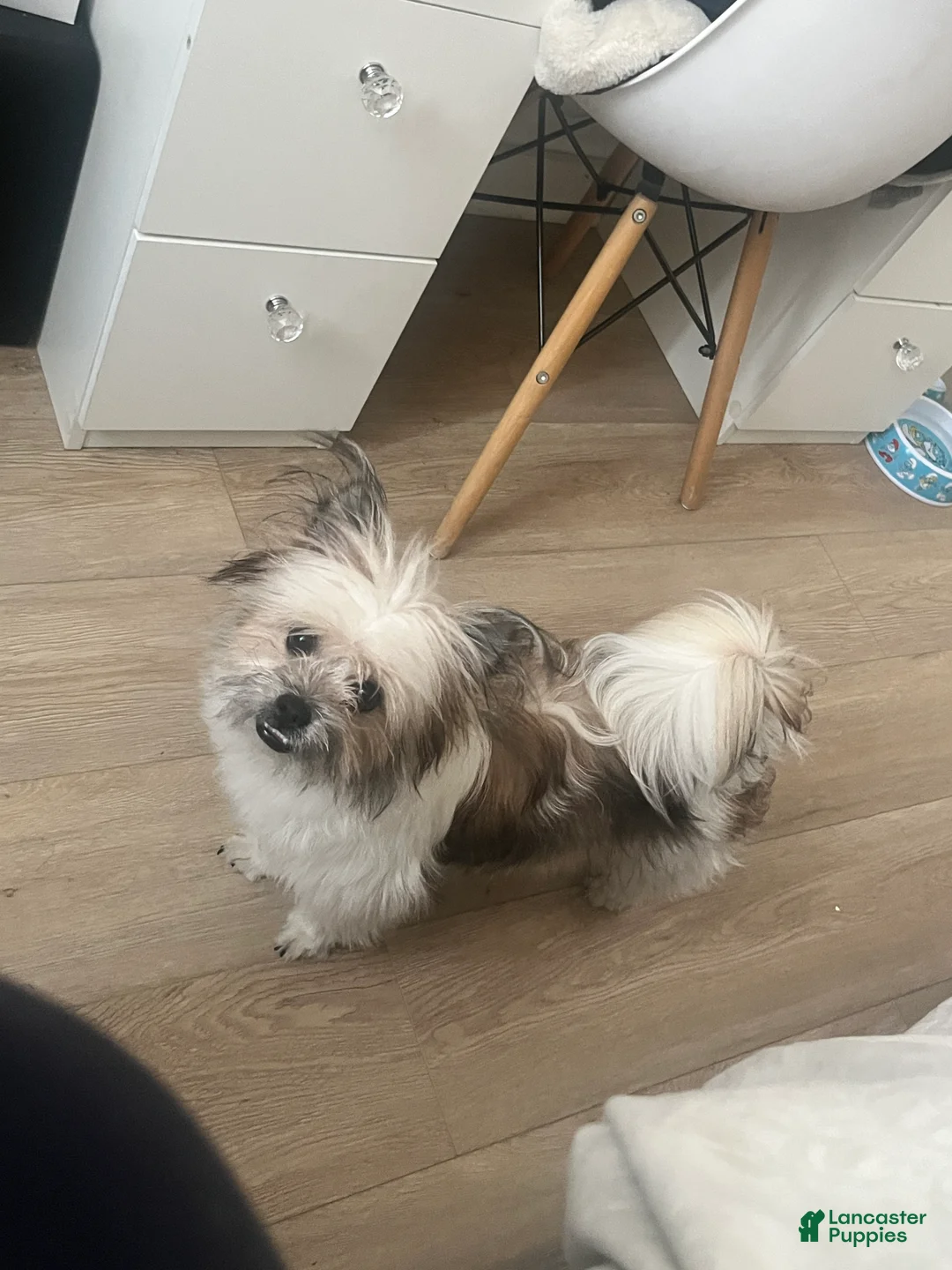 Pomeranian dogs for sale: Pomeranian Puppy 1 - Ad 2