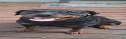 Rottweiler dogs for sale: Rottweiler 2 female - Ad 3