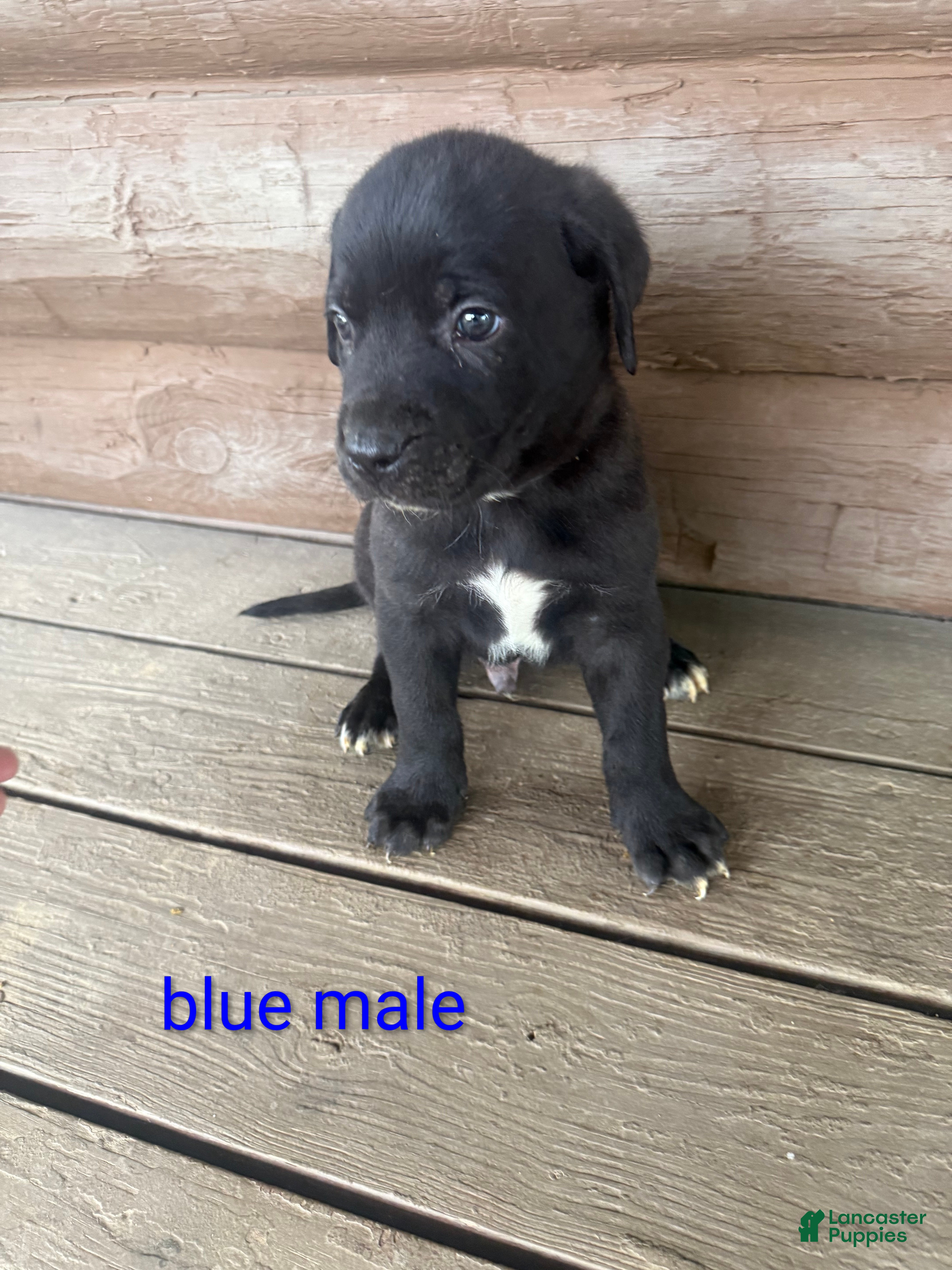 Mixed Breed dogs Cooper  - Ad 1