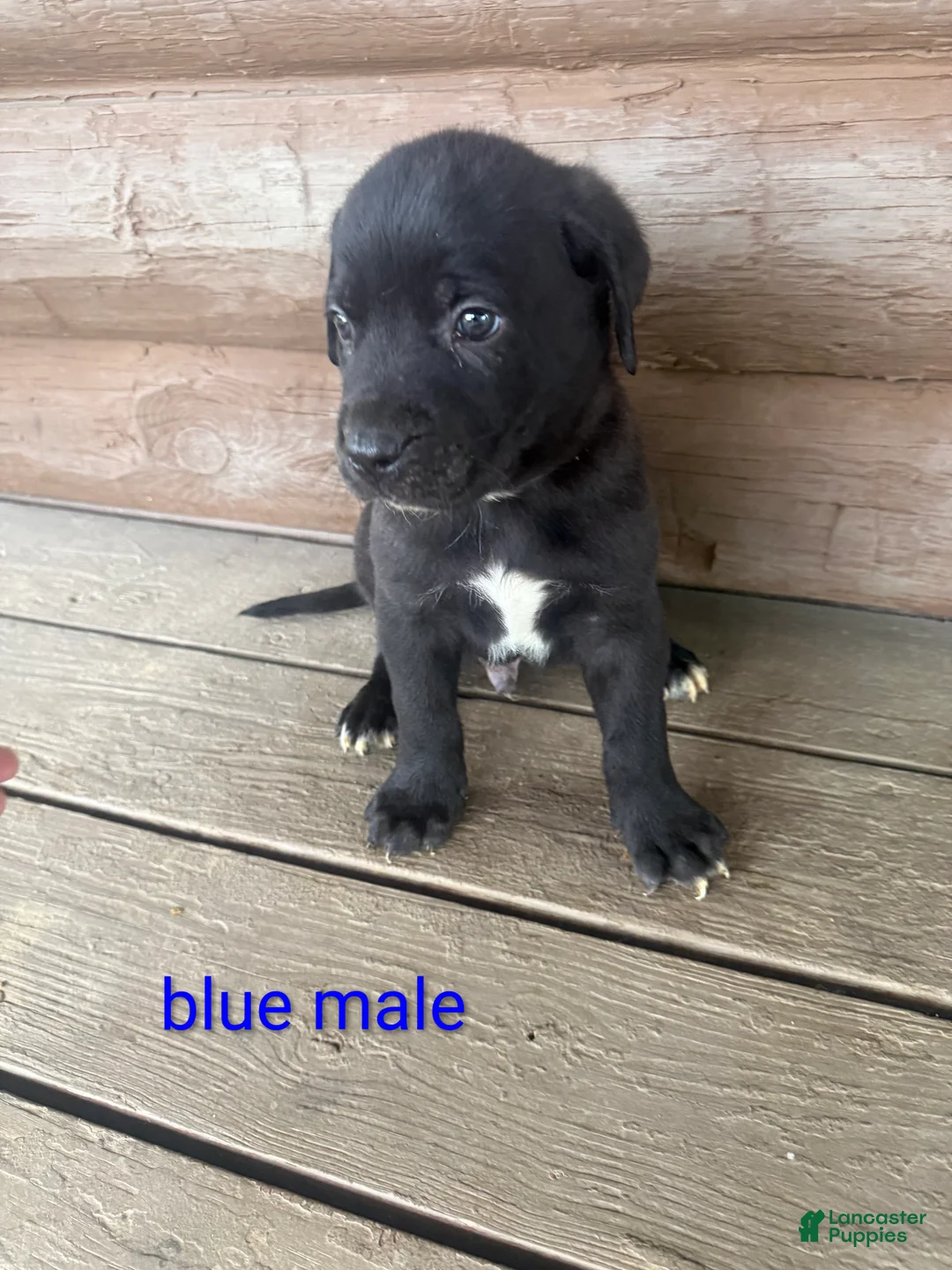 Mixed Breed dogs for sale: Cooper  - Ad 1