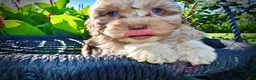 Havapoo dogs for sale: Bambi - Ad 3