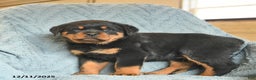 Rottweiler dogs for sale: Rock  - Ad 1