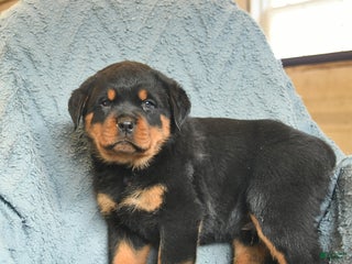 Rottweiler dogs Rock - Ad 8