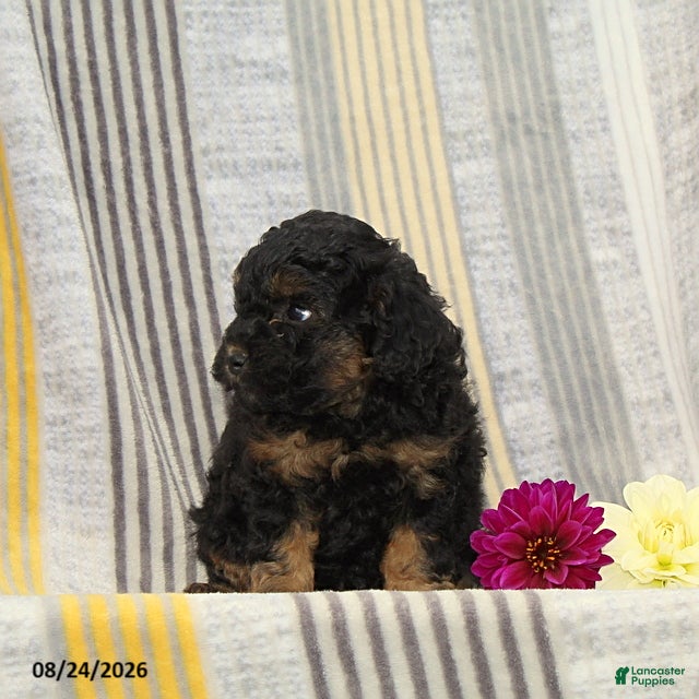 Toy Poodle dogs Violin - Ad 2