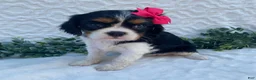 Cavalier King Charles Spaniel dogs for sale: Ginny- genetic clear - Ad 1
