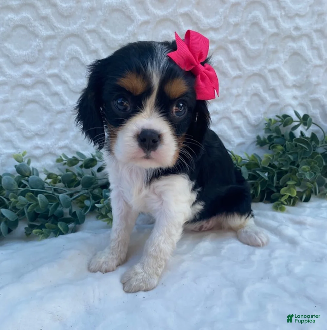 Cavalier King Charles Spaniel dogs for sale: Ginny- genetic clear - Ad 1