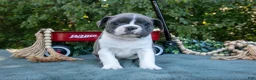 Frenchton dogs for sale: Chops - Ad 3